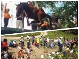 Cavalo Caramelo de Peruíbe e assentados em Tremembé - Montagem: reprodução internet e arquivo do MST