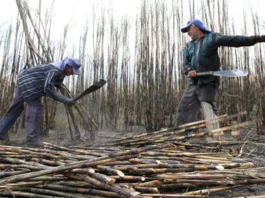 Foto: Verena Glass/ Repórter Brasil
